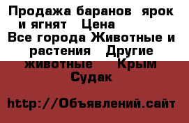 Продажа баранов, ярок и ягнят › Цена ­ 3 500 - Все города Животные и растения » Другие животные   . Крым,Судак